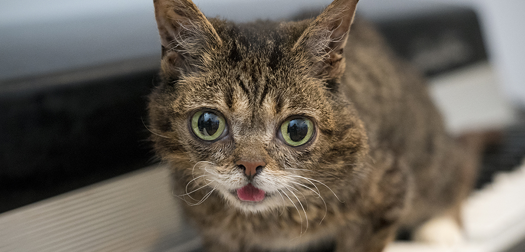 lil bub on a piano