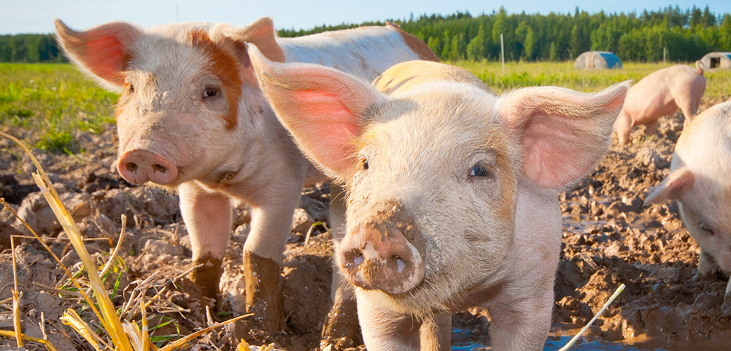 Finishing Strong to Protect Farm Animals in Massachusetts