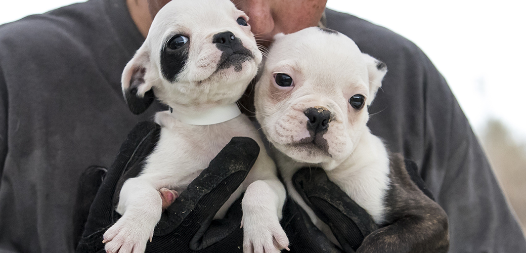 two rescued puppies