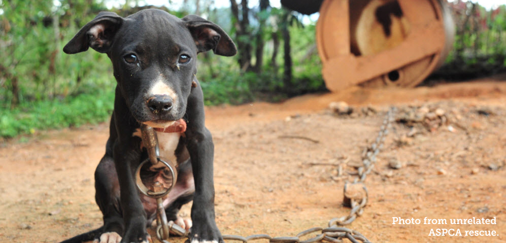 a young chained up pitbull