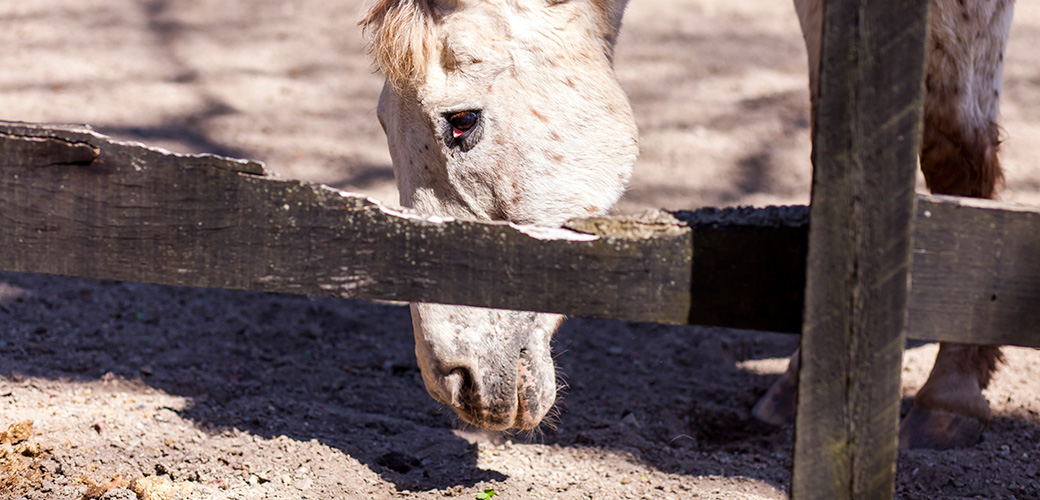 Keep Working to End Horse Slaughter