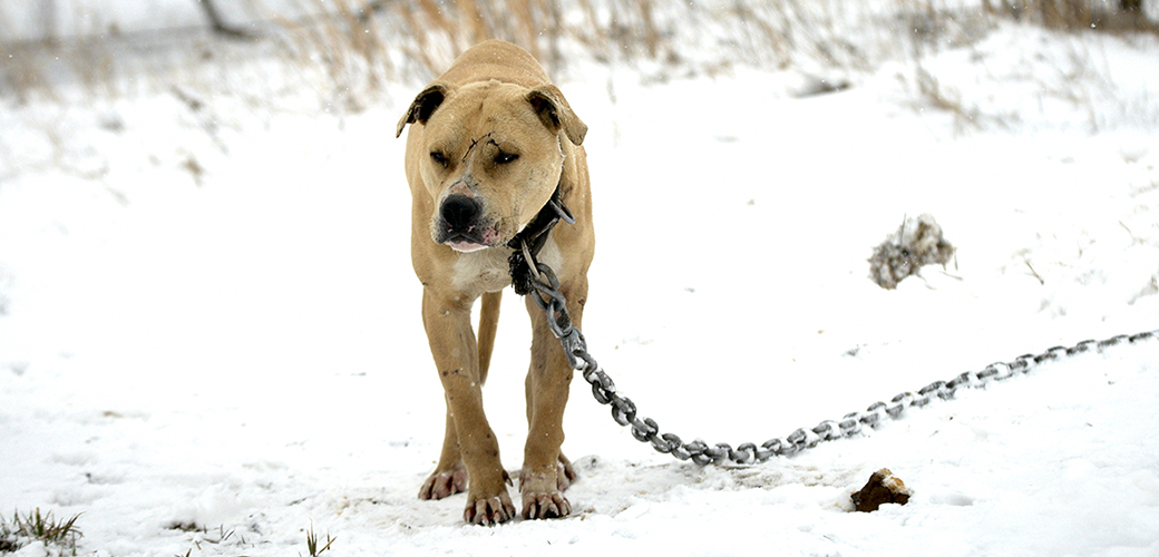 a wounded dog chained outside