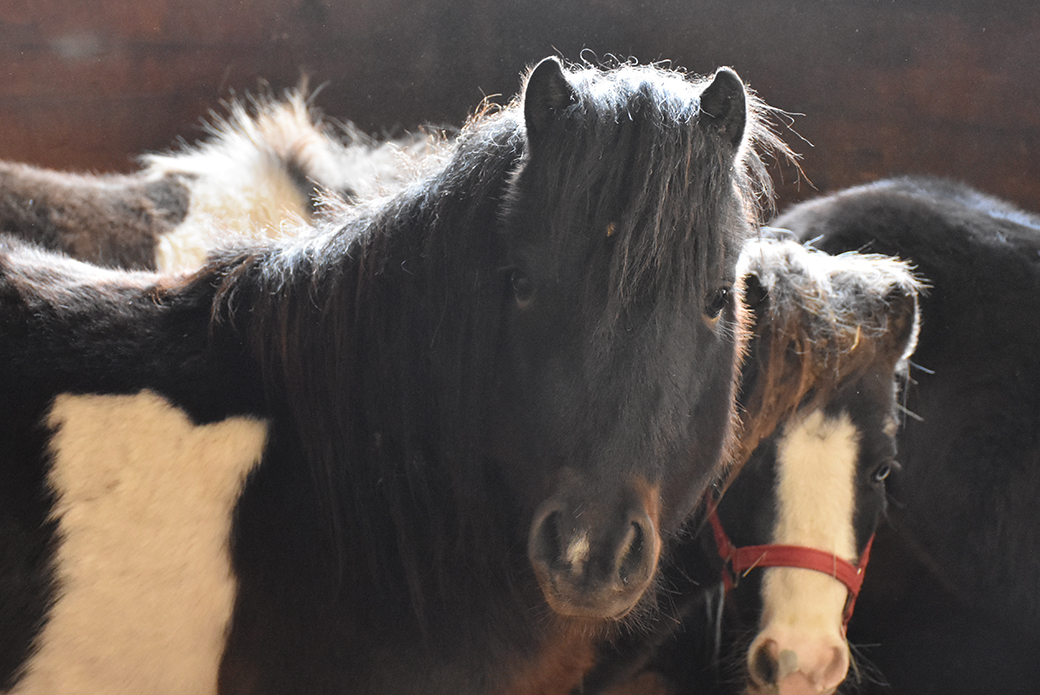 Mini horses