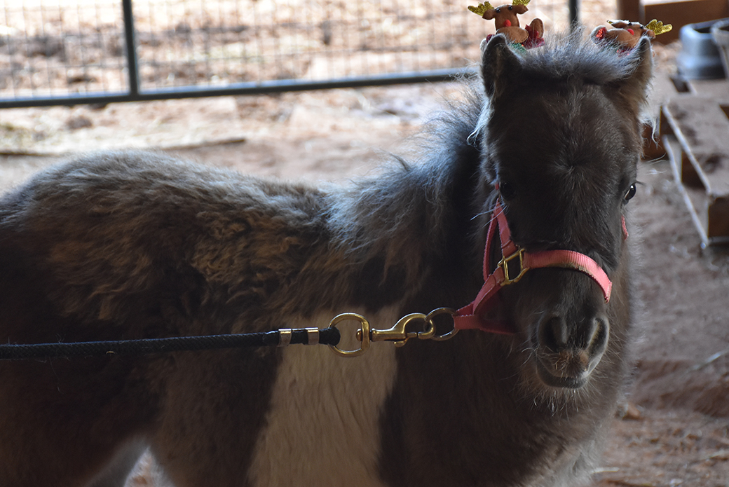 a mini horse in a stable