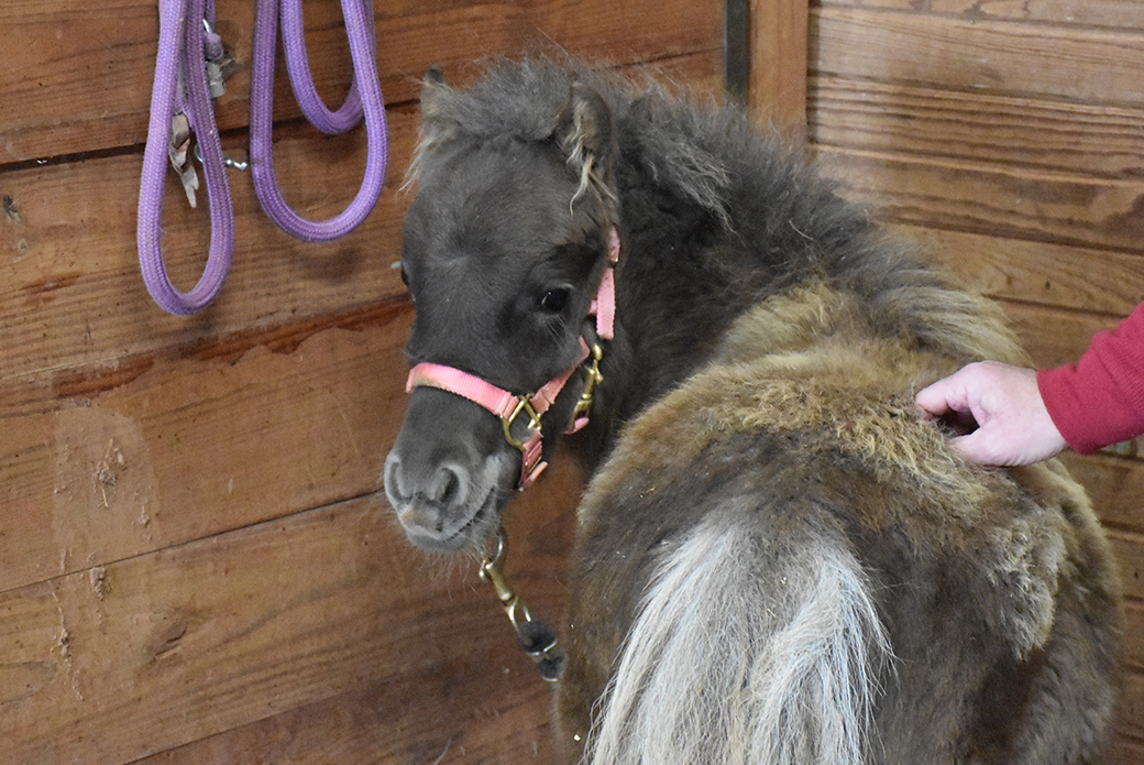 a mini horse looking behind itself with a persons hand on its back