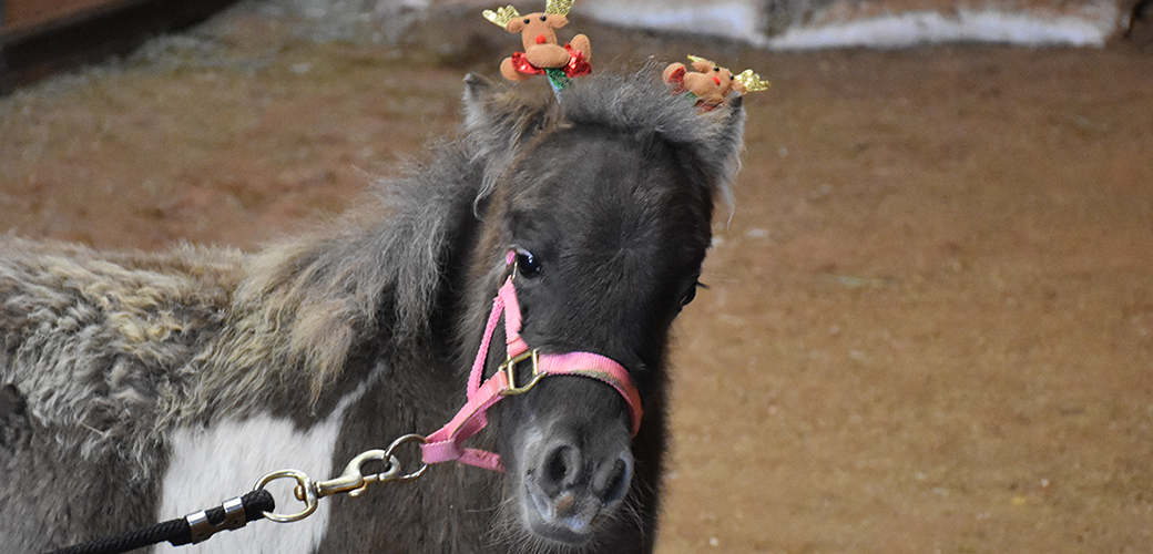 a mini horse with reindeer on its head