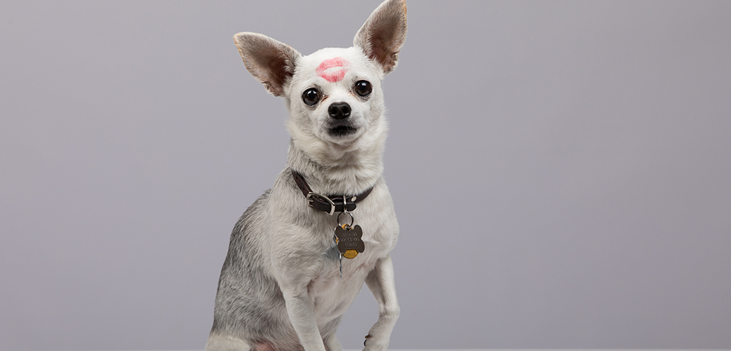 a white chihuahua with a kiss mark on his forehead