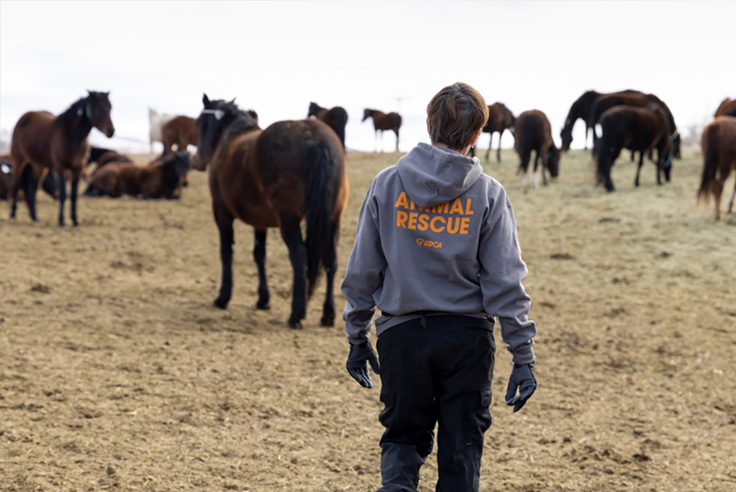 Their Compassion Spurred Action: How Two Hearts Helped Save a Herd of ...