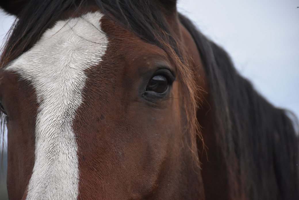 a close up on a brown horse with a white stripe on its nose
