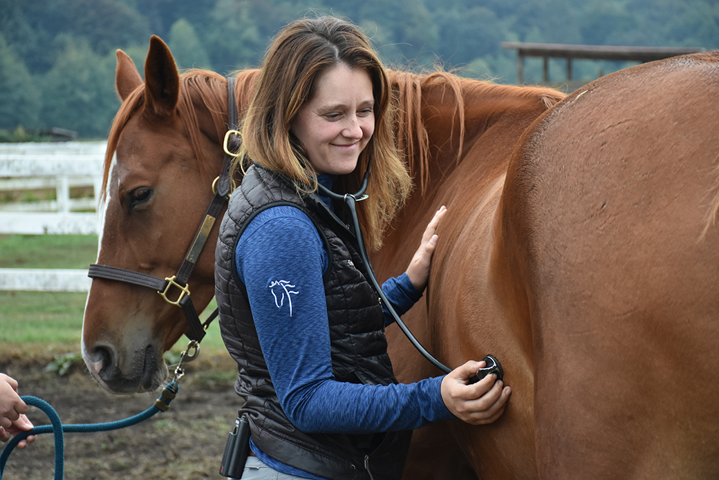 a veterinarian listening to a horse with a stethoscope