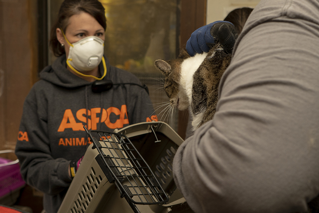 aspca responders placing a rescued cat in a carrier