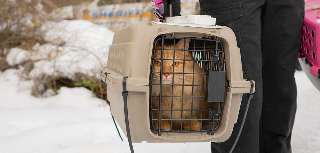 a rescued cat in a carrier