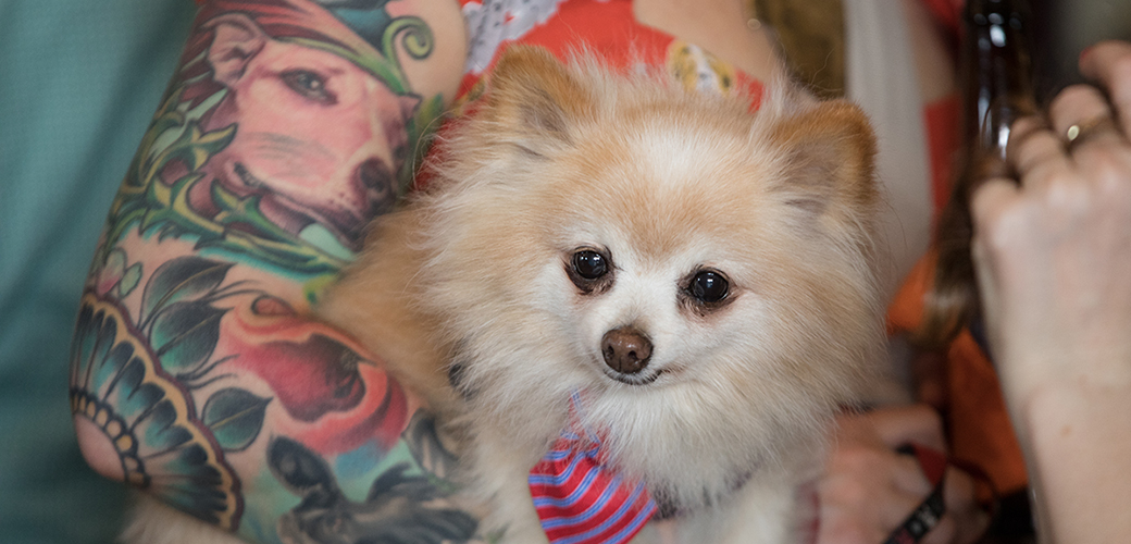 a small dog being held