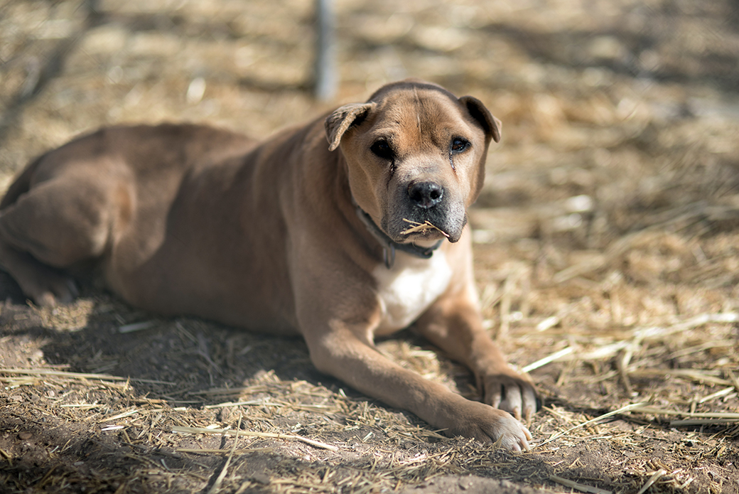 a rescued dog resting outside