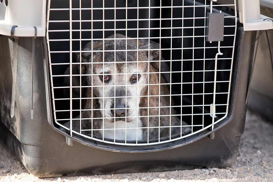 a rescued dog in a crate