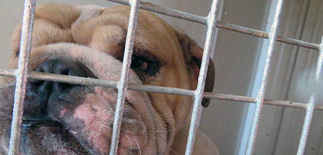 a bulldog in a cage