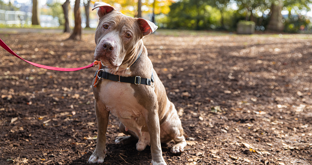 a pitbull on a leash in park