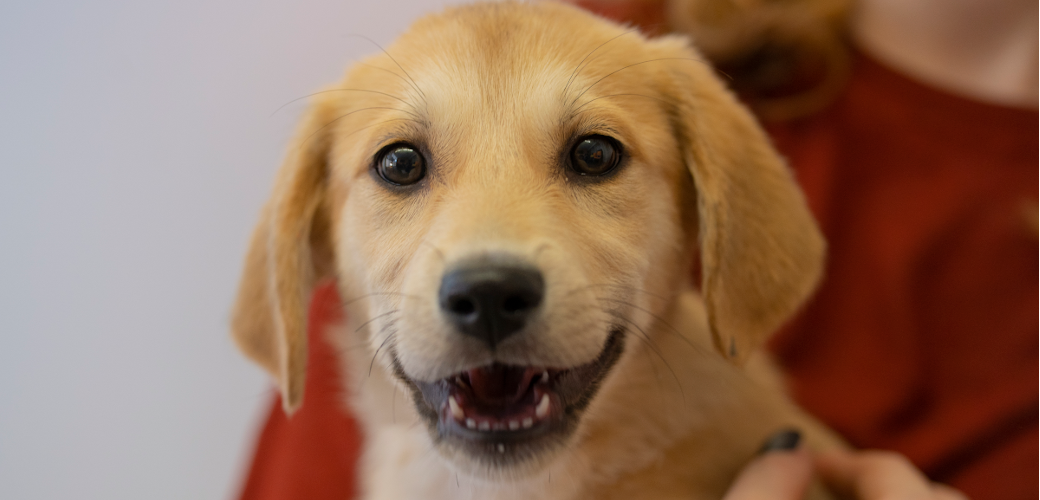 a golden retriever puppy