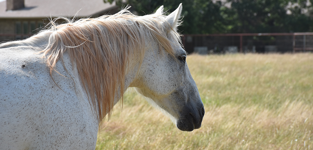 a white horse