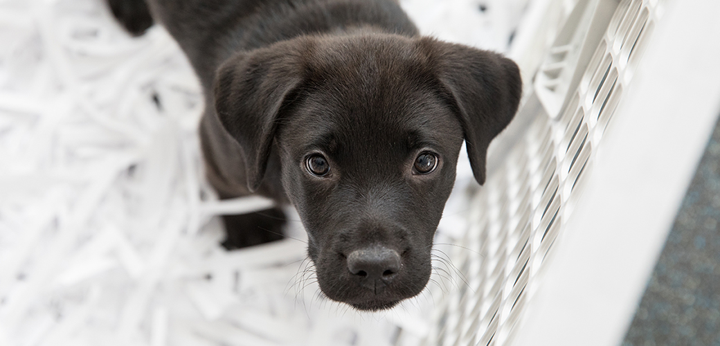 a black labrador puppy