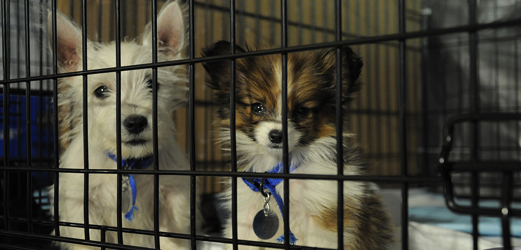 two terrier puppies