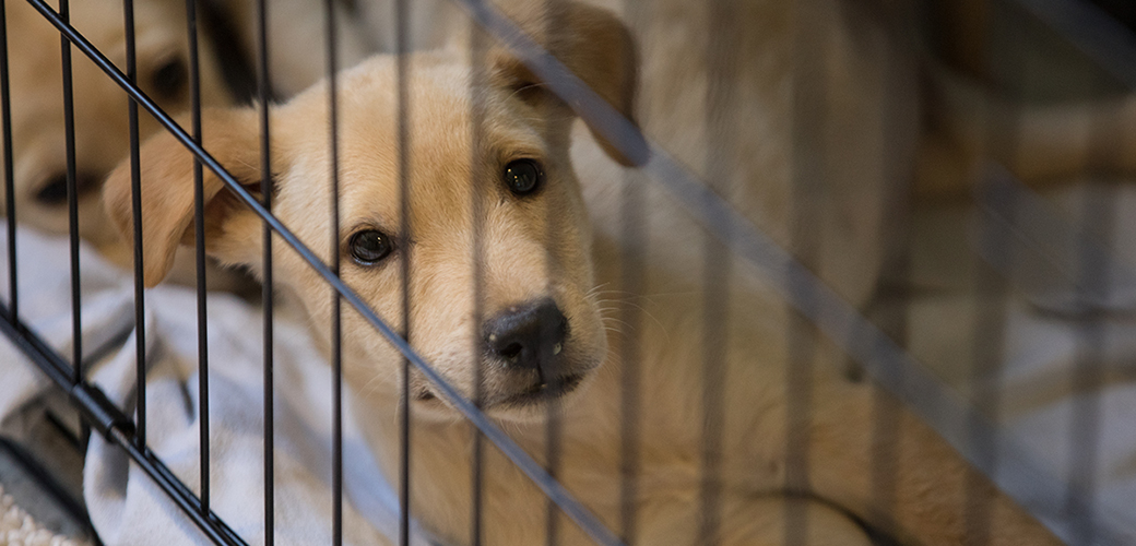 a puppy in a cage