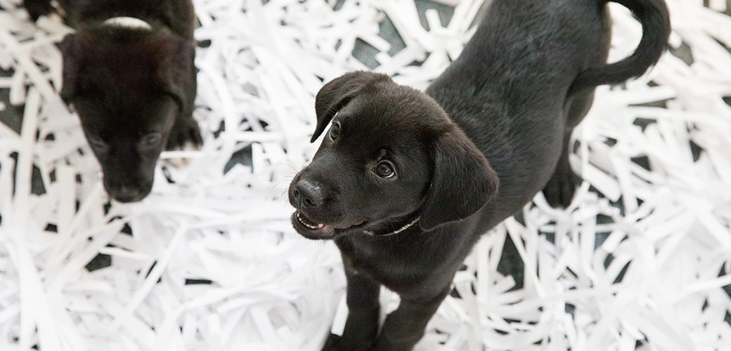 Labrador puppies