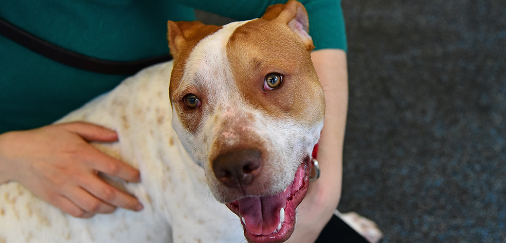 a happy pitbull