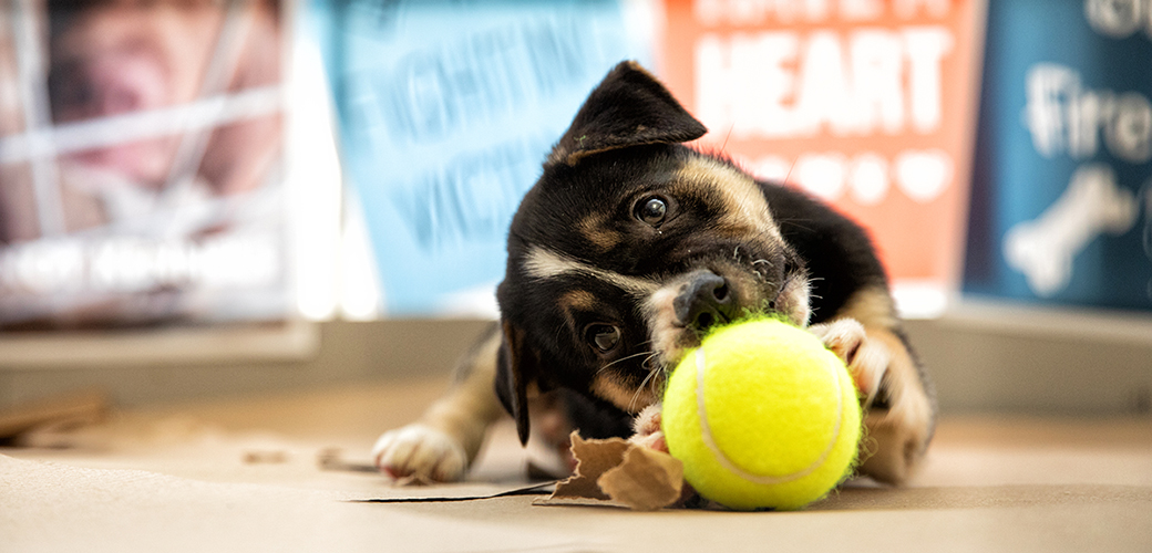 puppy and tennis ball