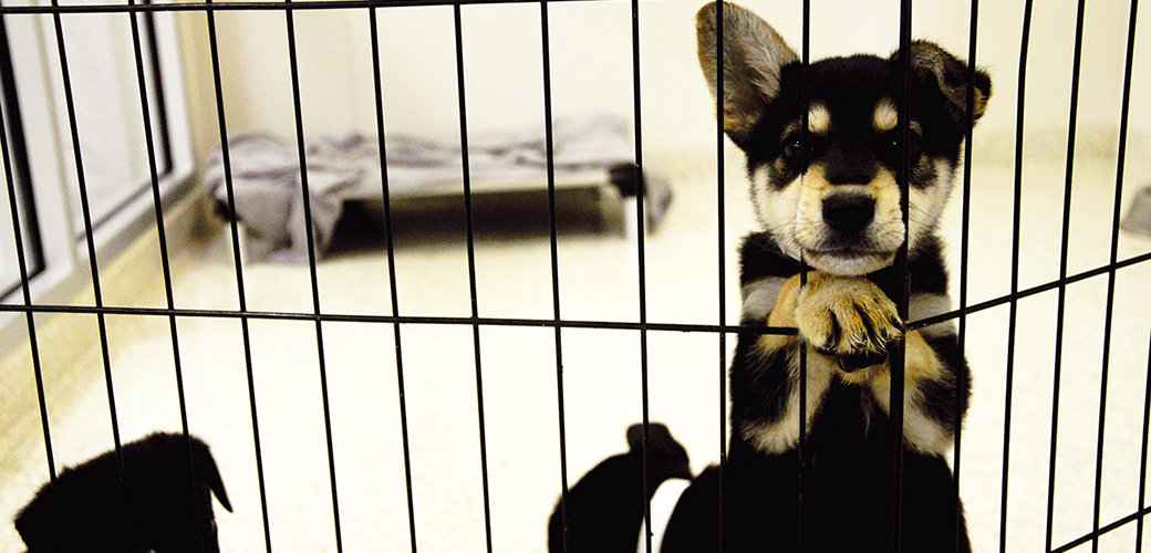 a black and tan puppy