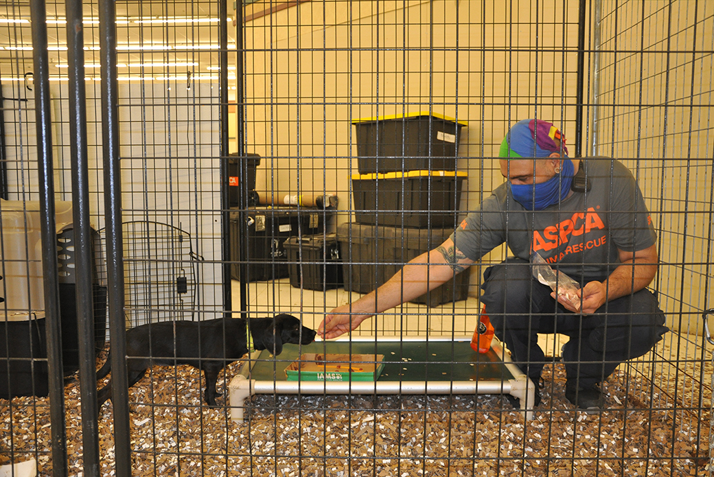 ASPCA responder reaching his hand out to a rescued dog