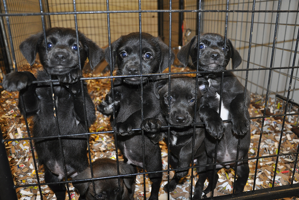 rescued puppies