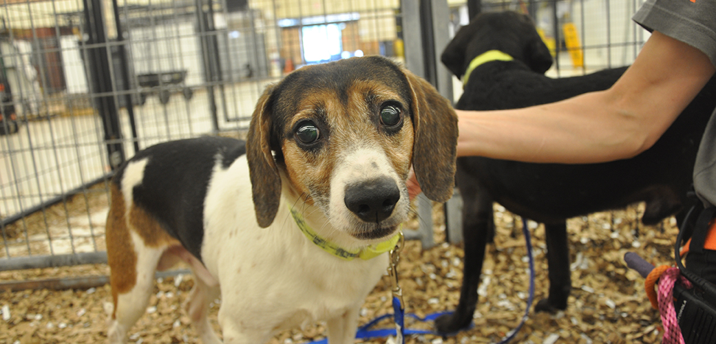 a rescued beagle