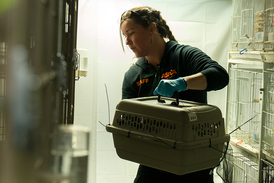 ASPCA responder carrying a crate