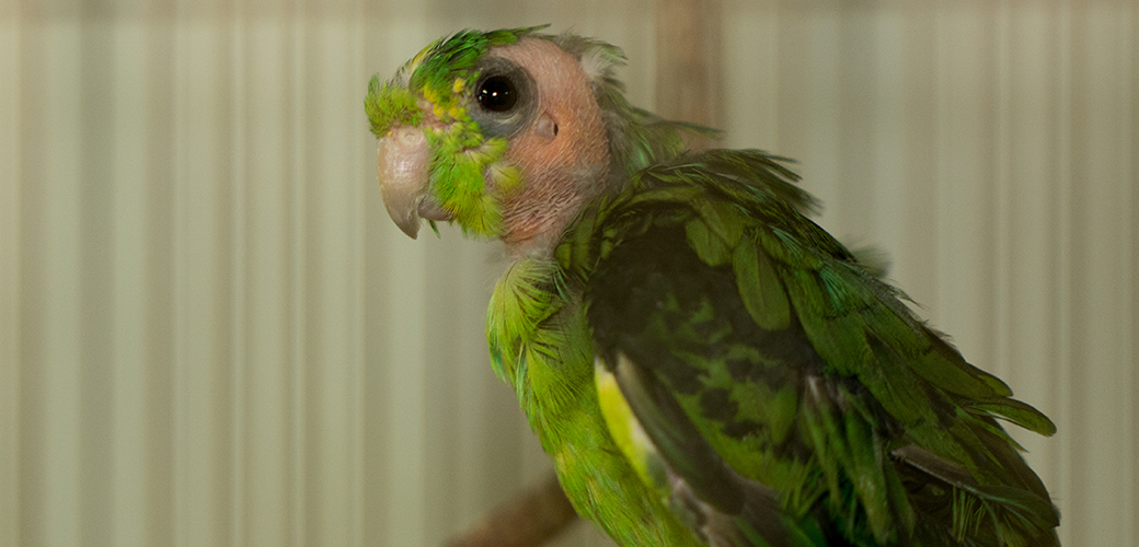 a rescued green bird