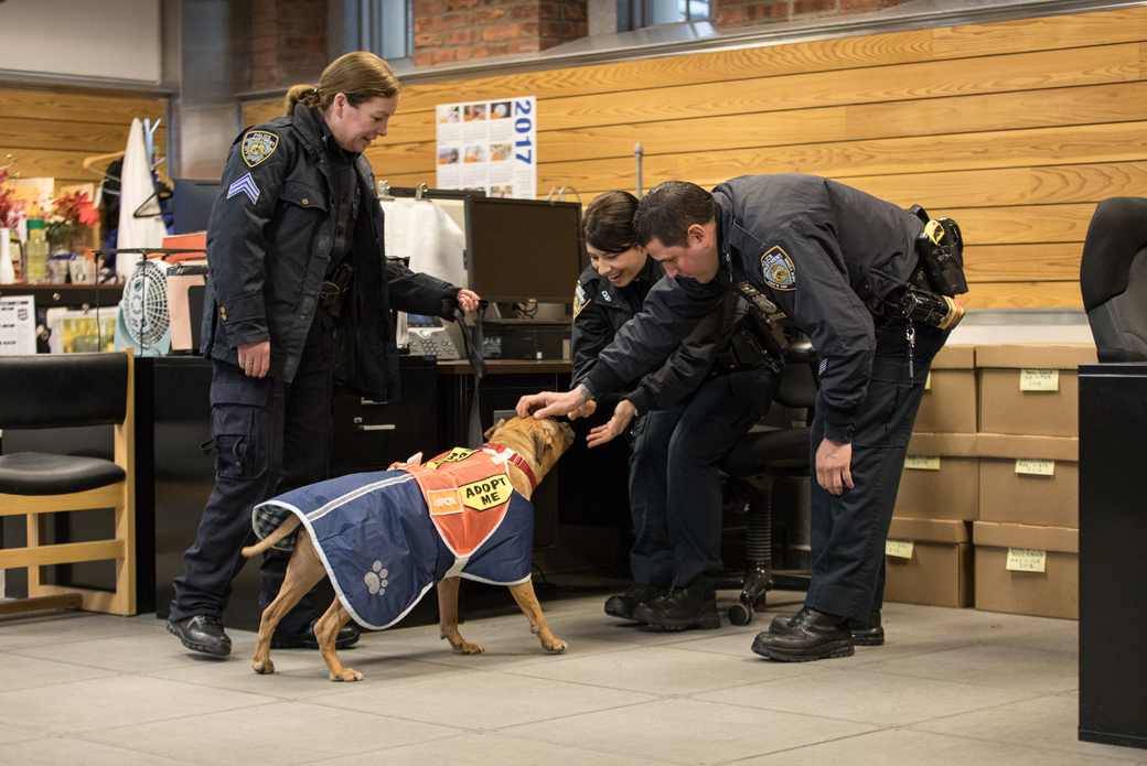 Orson getting pet by two nypd officers