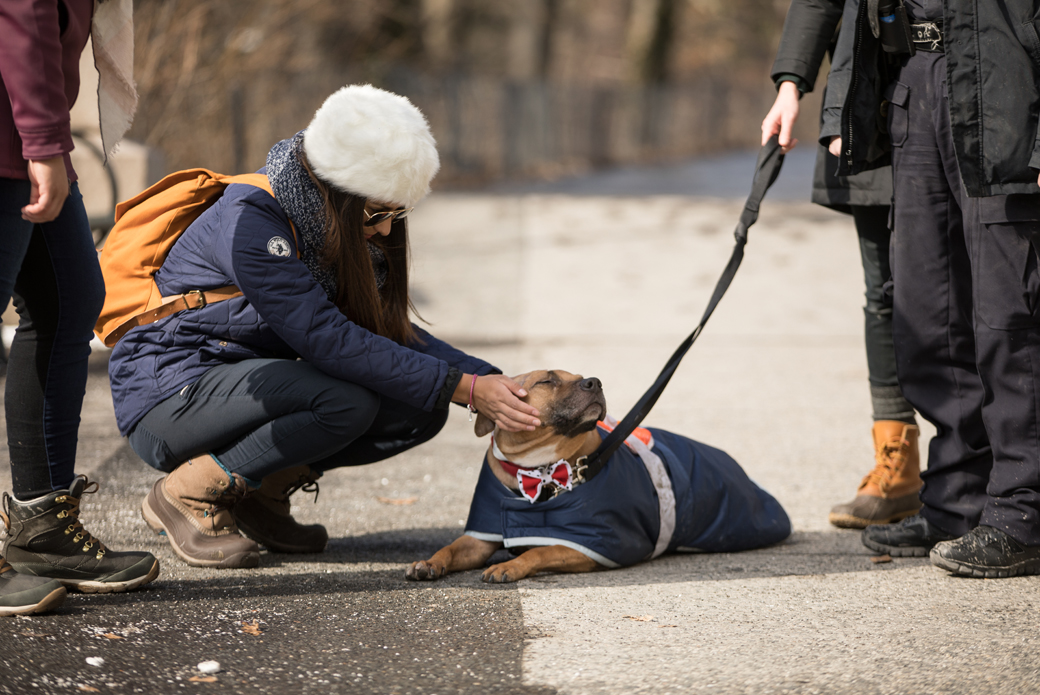 Orson getting pets from a passerby