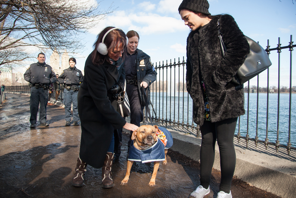 Orson getting pets from a passerby