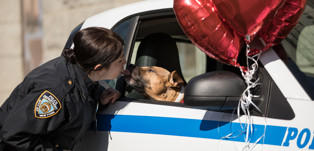 Orson in a nypd vehicle