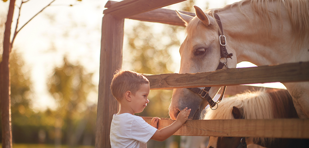 a child touching a horse through a wooden fence