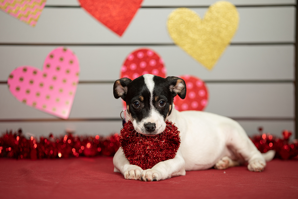 a puppy with valentines day decorations