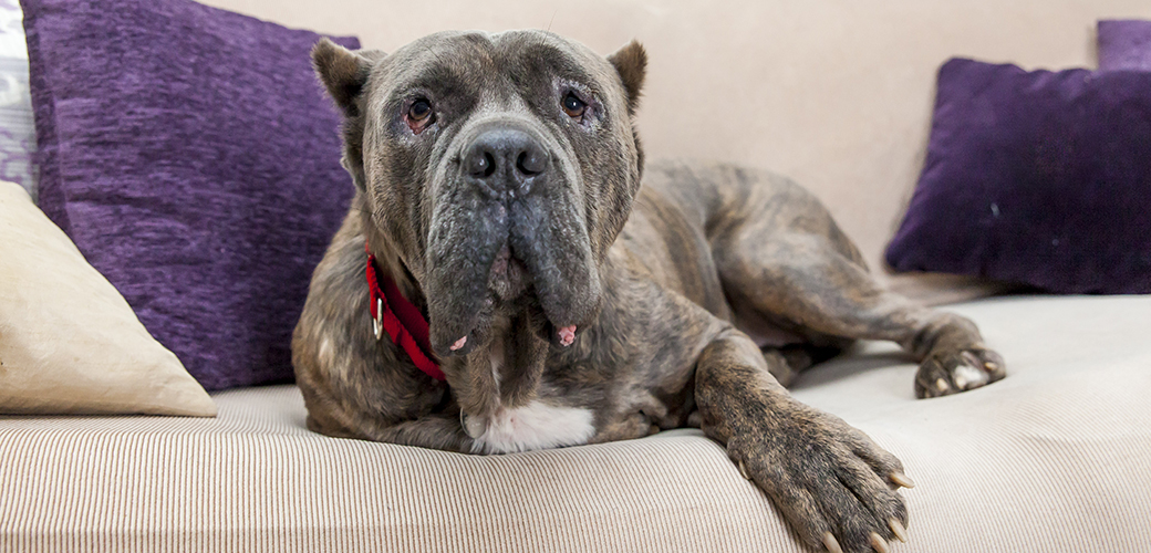 brindled dog resting on a couch