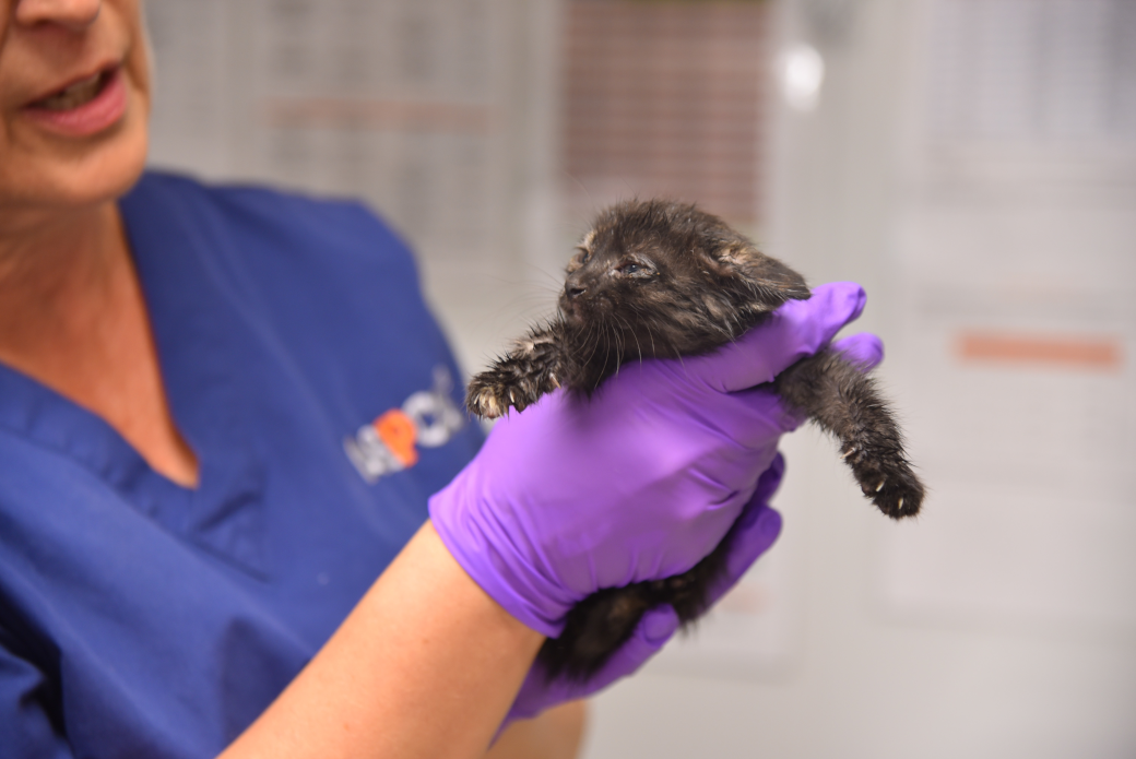 a kitten being held by a staff member