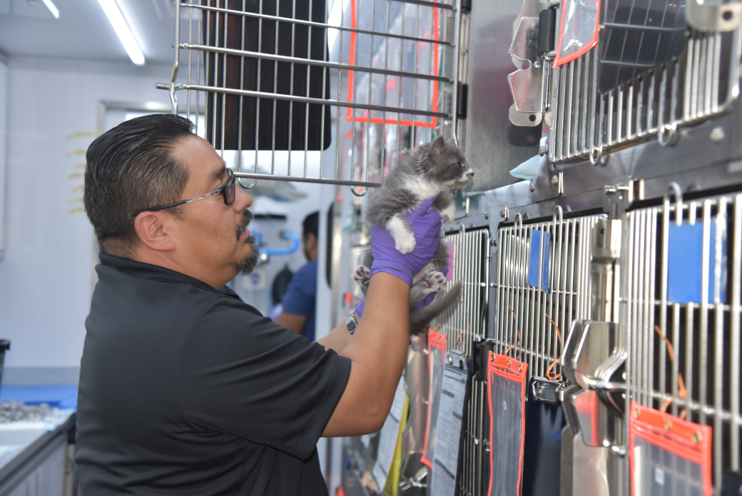 ASPCA staff placing kitten in a crate