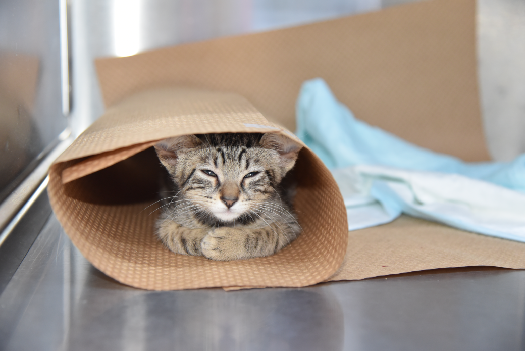 a kitten in a rolled up mat