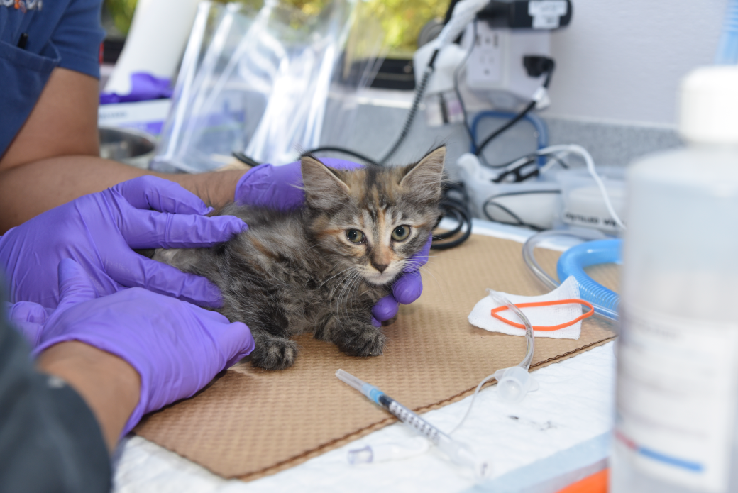 a kitten being examined