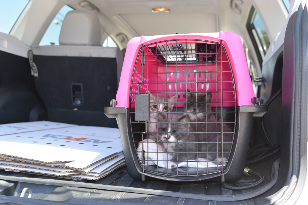 three kittens in a crate being transported