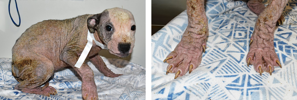 Penny’s poor skin coat was documented when she arrived at the ASPCA on November 21. 