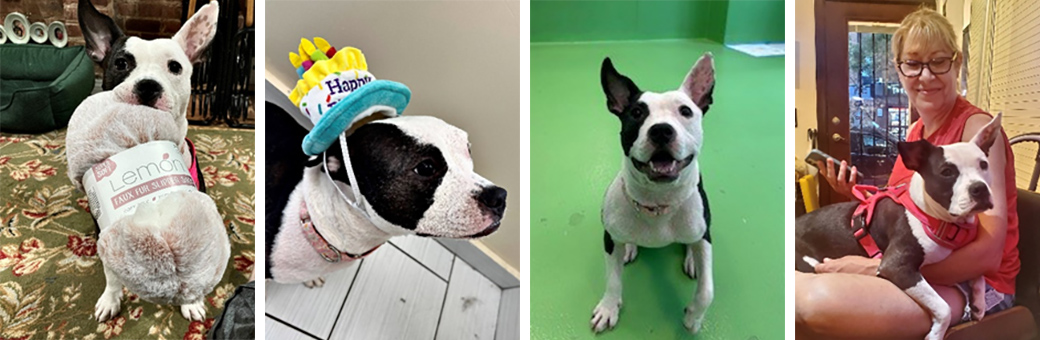 From left: Penny with a new pair of slippers, celebrating her birthday, at day care and with Christine. 