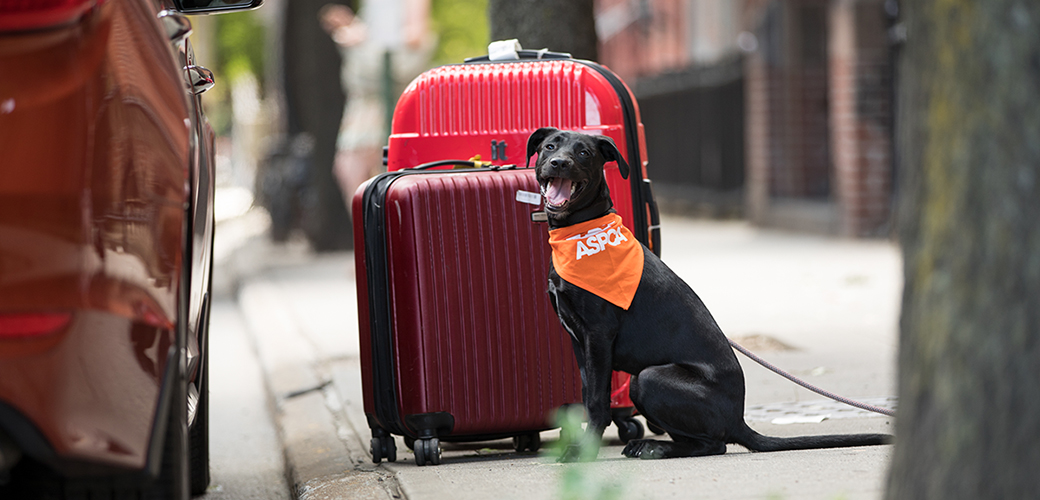 a dog with suitcases